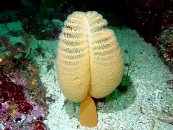 Ptilosarcus gurneyi Sea Pen