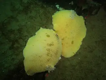 Noble Sea Lemons