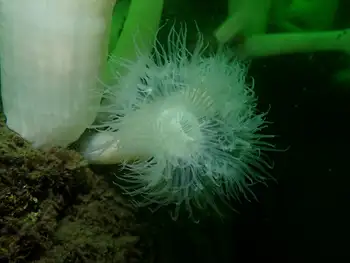Metridium Anemone