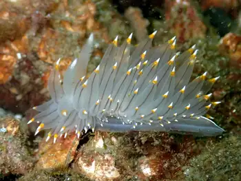 Bicolor Nudibranch