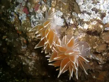 Alabaster Nudibranchs