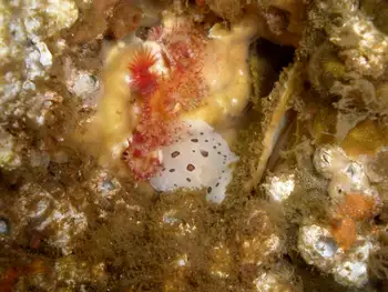leopard nudibranch