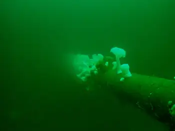 Metridium Anemones
