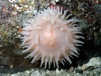 Sand Rose Anemone