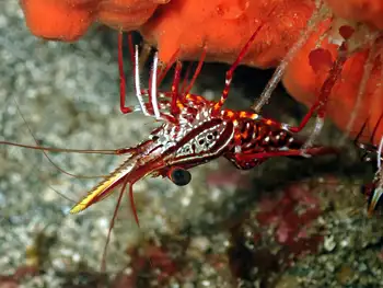 hingebeak prawn