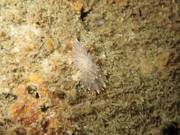 Bicolor Nudibranch