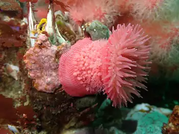 Brooding Anemone