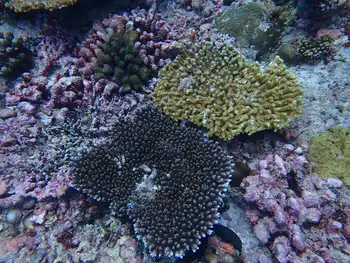 Coral