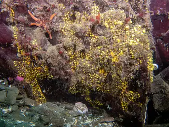 Yellow Boring Sponges