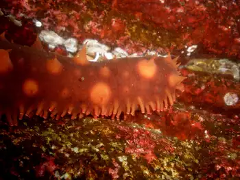 California Sea Cucumber