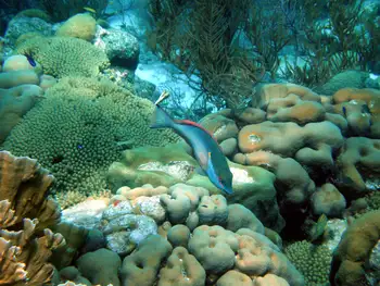 Parrotfish