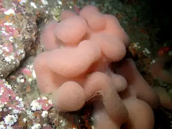 lobed compound tunicate