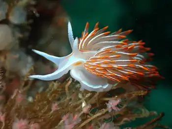 Horned Nudibranch