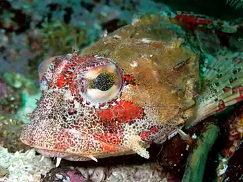 Red Irish Lord Sculpin