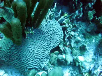 Brain Coral