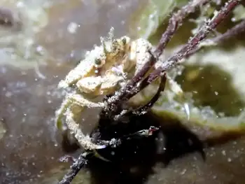 Crab