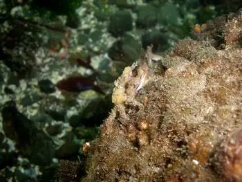 Sharp Nosed Crab