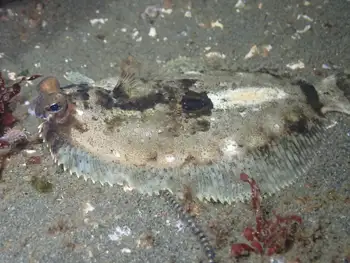 Rock Sole