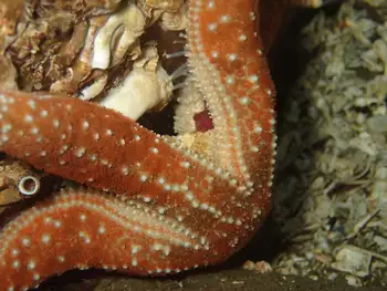 Ochre Star