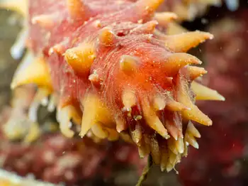 California Sea Cucumber