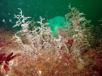 Coarse Sea Fir Hydroids