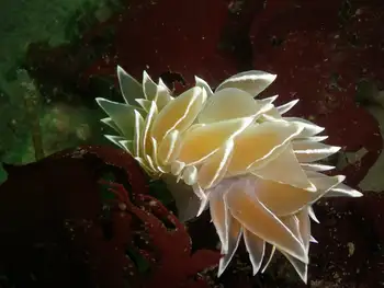Alabaster Nudibranch