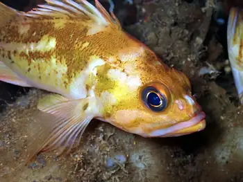 Copper Rockfish