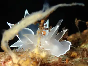 Alabaster Nudibranch