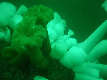 Anemones