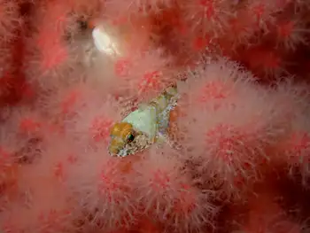 Sculpin