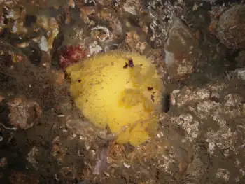Monterey Sea Lemon