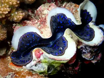 crocus giant clam