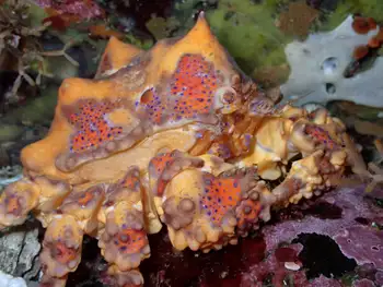 Juvenile Puget Sound King Crab