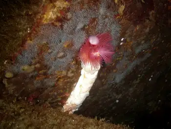 Spider Web Hydroids