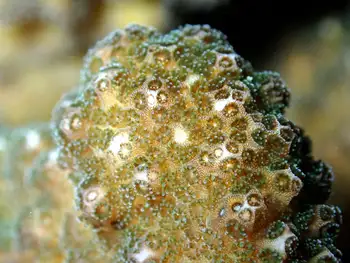 Coral
