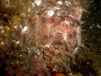 Red Octopus