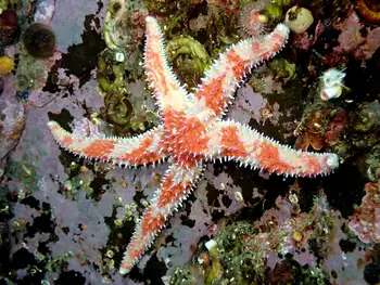 Rainbow Star