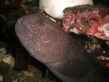 Juvenile Wolf Eel