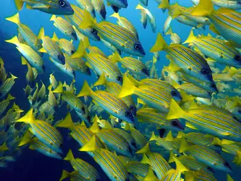 Bluestripe Snappers