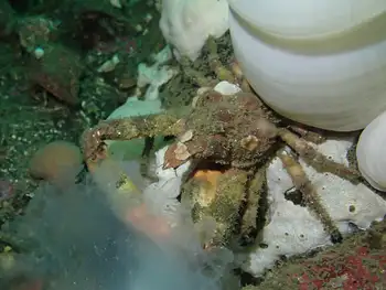Sharp Nosed Crab
