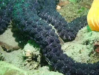 Velcro Star