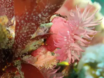 Proliferating Anemones