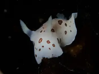 Leopard Nudibranch