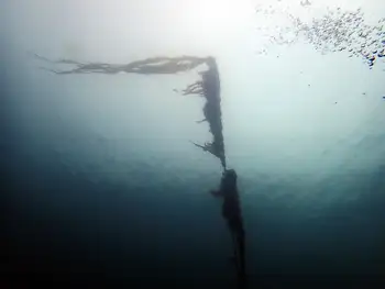 Bull Kelp