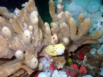 Glove Sponge