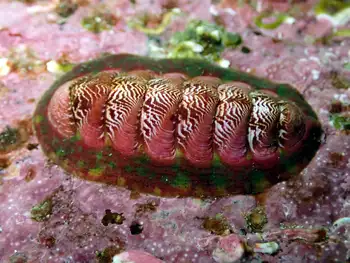 Chiton