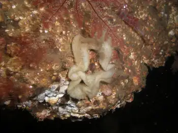 Eggs Nudibranch