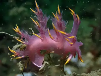 Multicolor Dendronotid