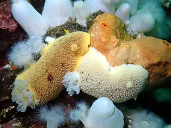 Noble Sea Lemons