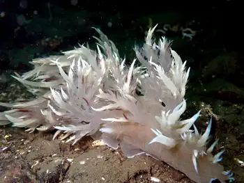 Giant Nudibranch